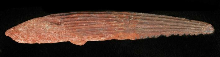 Hybodus Shark Dorsal Spine - Cretaceous #49541